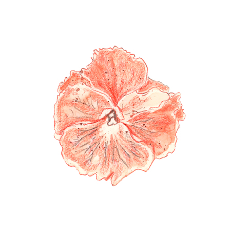 Illustration of a color picture of a watercolor orchid flower close-up top viewの写真素材