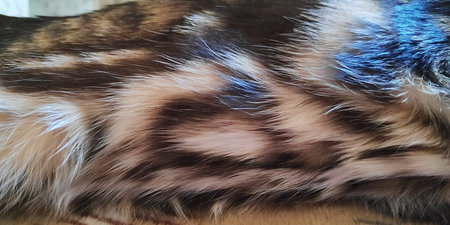 Macro photo of a thoroughbred wool Bengal cat with a beautiful pattern and glitter close-up