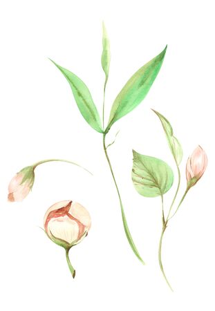 Illustration of watercolor painting of pink peach fruit flowers with green leaves on a branch on an isolated white backgroundの写真素材