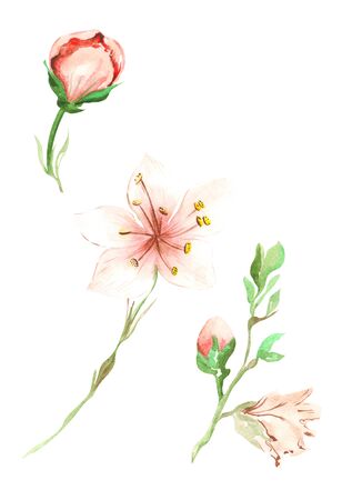 Illustration of watercolor painting of pink peach fruit flowers with green leaves on a branch on an isolated white backgroundの写真素材