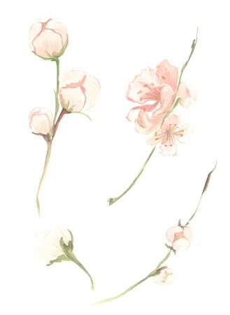 Illustration of watercolor painting of pink peach fruit flowers with green leaves on a branch on an isolated white backgroundの写真素材