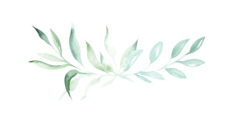 Illustration of watercolor drawing decorative elements of green plants and leaves in the form of frames on an isolated white background.の写真素材