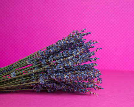 Photo of a bouquet of dried blue lavender on a pink background front view.の写真素材