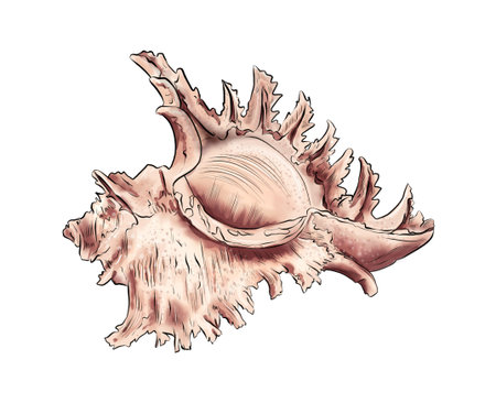 Watercolor digital illustration of sea shells from brown marine life on white isolated background....