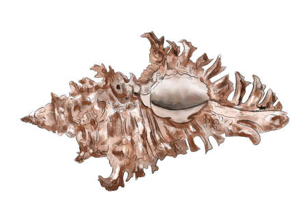 Watercolor digital illustration of sea shells from brown marine life on white isolated background. High quality illustrationの写真素材