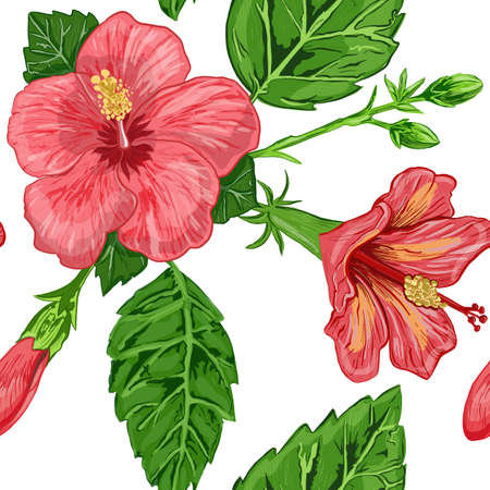 illustration of a seamless pattern of hibiscus plants flowers and leaves of a plant on a backgroundの写真素材