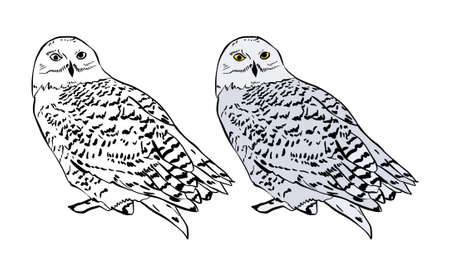 Illustration for a coloring book in color and black and white. Drawing of a owl on a white isolated background. High quality illustrationの写真素材