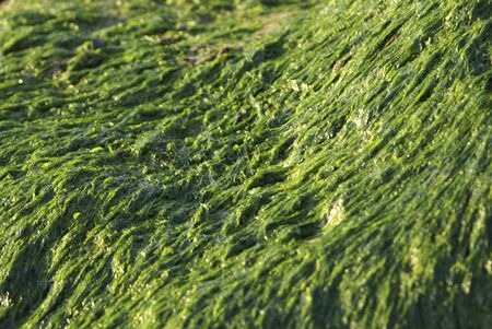 Seaweedの写真素材