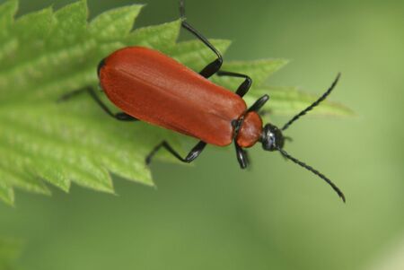 Close-up of a beetle on a leafの写真素材