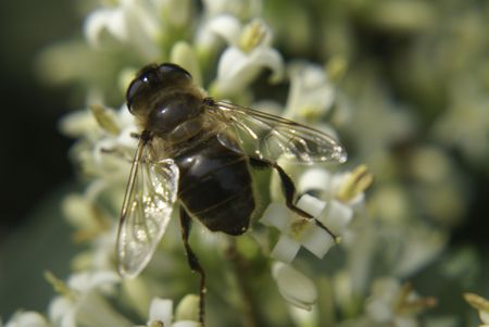 Honeybee on flowersの写真素材