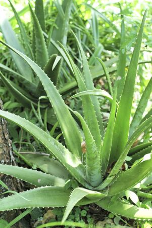 aloe barbadensisの写真素材