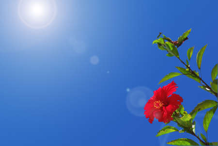 One red hibiscus with hot summer sunlight and blue skyの写真素材
