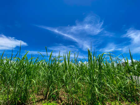 Summer blue sky and sugar cane field in Okinawa 02の写真素材