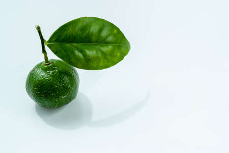 Blue shikwasa fruits with leaves, popular for sightseeing in Okinawa during the summer seasonの写真素材