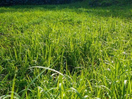 A lawn bathed in the rising sun in the summer sun