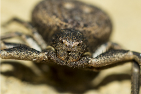 macro close up spiderの写真素材