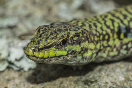 Italian wall lizard, ruin lizard, Podarcis siculusの写真素材