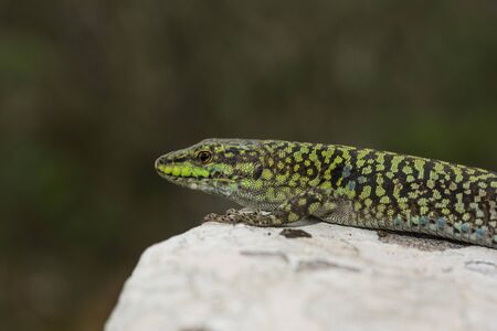 Italian wall lizard, ruin lizard, Podarcis siculusの写真素材