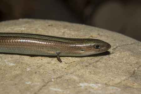 Italian three-toed skink or just the three-toed skink (Chalcides chalcidesの写真素材