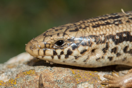 Ocellated skink, eyed skink or gongilo, Chalcides ocellatusの写真素材