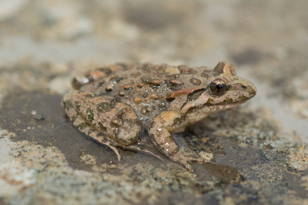 Mediterranean painted frog, Discoglossus pictusの写真素材