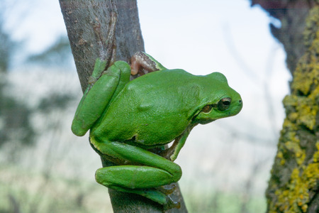 Italian tree frog on a woodland background, Hyla intermediateの写真素材
