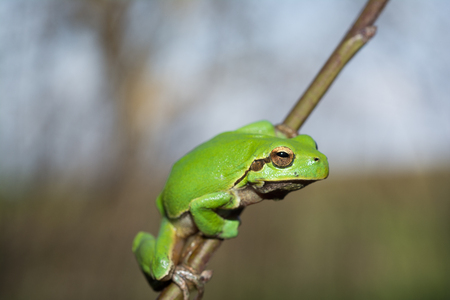 Italian tree frog on a woodland background, Hyla intermediateの写真素材