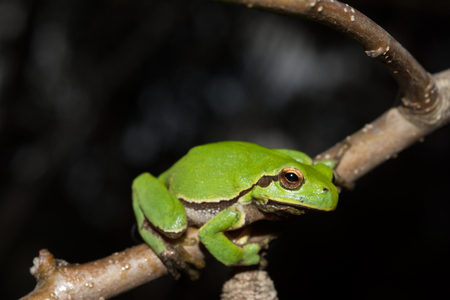 Italian tree frog on a woodland background, Hyla intermediateの写真素材