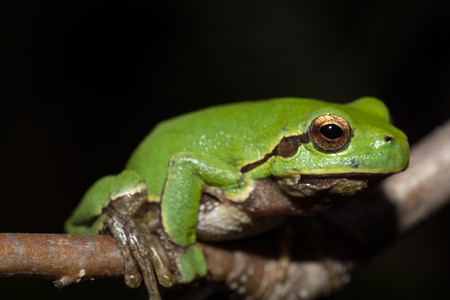 Italian tree frog on a woodland background, Hyla intermediateの写真素材