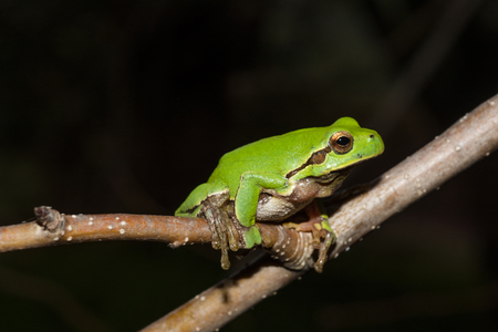 Italian tree frog on a woodland background, Hyla intermediateの写真素材