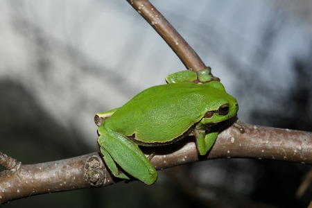 Italian tree frog on a woodland background, Hyla intermediateの写真素材