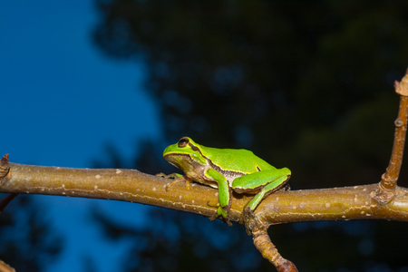 Italian tree frog on a woodland background, Hyla intermediateの写真素材