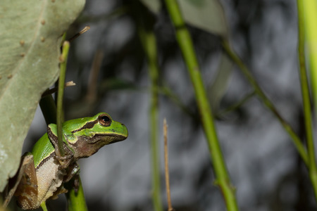 Italian tree frog on a woodland background, Hyla intermediateの写真素材