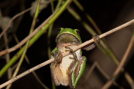 Italian tree frog on a woodland background, Hyla intermediateの写真素材
