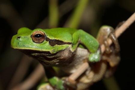 Italian tree frog on a woodland background, Hyla intermediateの写真素材
