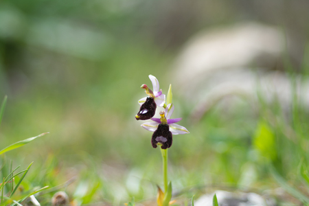 Bertoloni's Bee Orchid, wild orchid, Ophrys bertoloniiの写真素材
