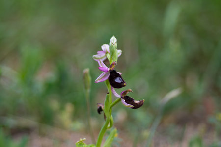 Bertoloni's Bee Orchid, wild orchid, Ophrys bertoloniiの写真素材