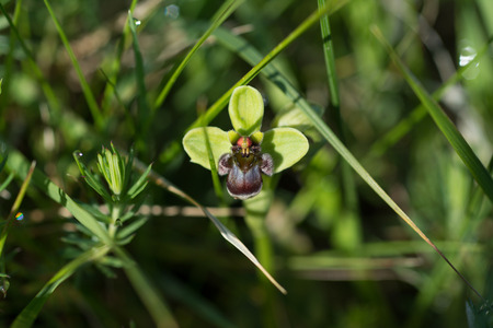 Wild orchid, bumblebee orchid, bee orchid, Ophrys bombylifloraの写真素材