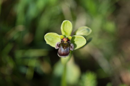 Wild orchid, bumblebee orchid, bee orchid, Ophrys bombylifloraの写真素材