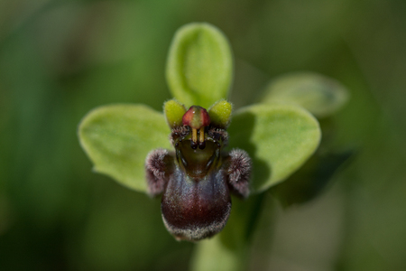 Wild orchid, bumblebee orchid, bee orchid, Ophrys bombylifloraの写真素材