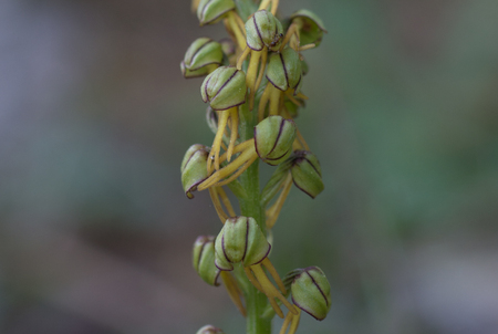 The Man Orchid detail, Orchis anthropophoraの写真素材