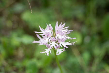 Naked man orchid or the Italian orchid, Orchis italicaの写真素材