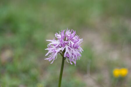Naked man orchid or the Italian orchid, Orchis italicaの写真素材