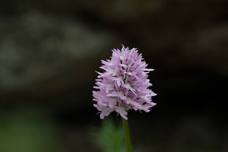 Naked man orchid or the Italian orchid, Orchis italicaの写真素材
