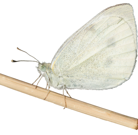 Real butterfly isolated on white background, Pieris rapaeの写真素材