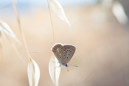 The common blue (Polyommatus icarus), butterfly on a wild oat florets (Avena fatua)の写真素材