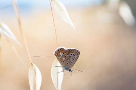 The common blue (Polyommatus icarus), butterfly on a wild oat florets (Avena fatua)の写真素材