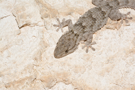 Gecko, Mauritanian Tarentolaの写真素材