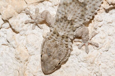 Gecko, Mauritanian Tarentolaの写真素材