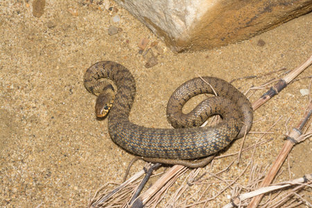 Grass snake, ringed snake or water snake on the shore, Natrix natrix